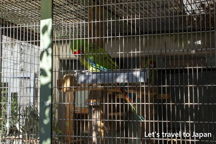ミドリコンゴウインコ：東山動物園本園の見どころ(273)