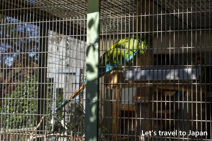 ミドリコンゴウインコ：東山動物園本園の見どころ(274)