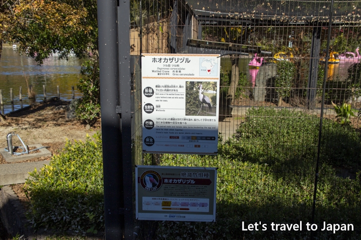 ホオカザリヅル：東山動物園本園の見どころ(275)