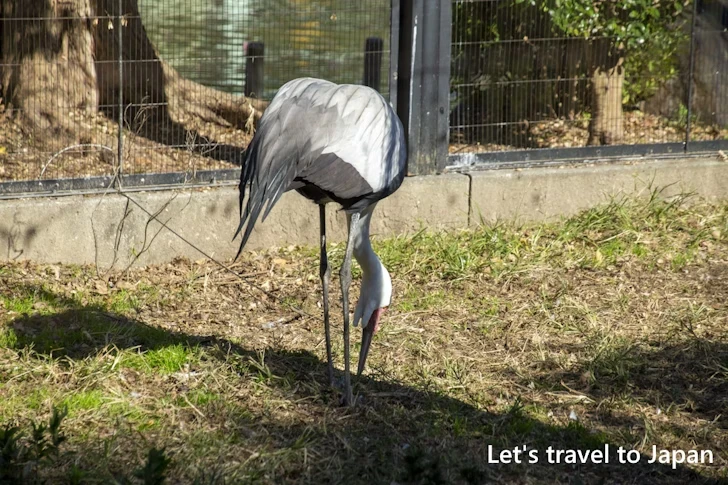 ホオカザリヅル：東山動物園本園の見どころ(276)