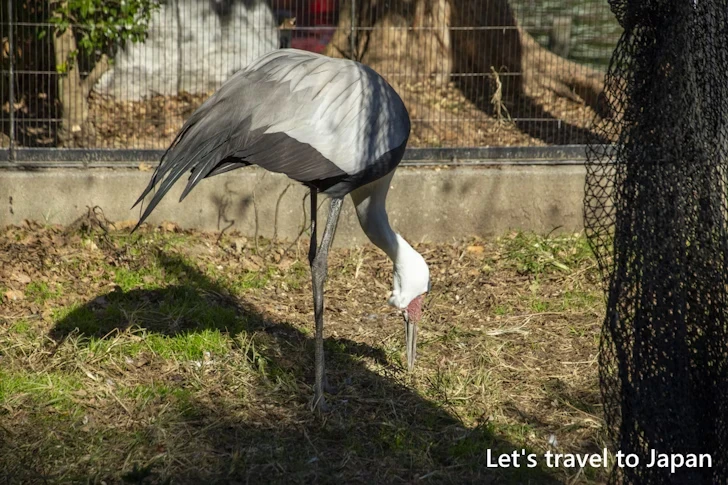 ホオカザリヅル：東山動物園本園の見どころ(277)
