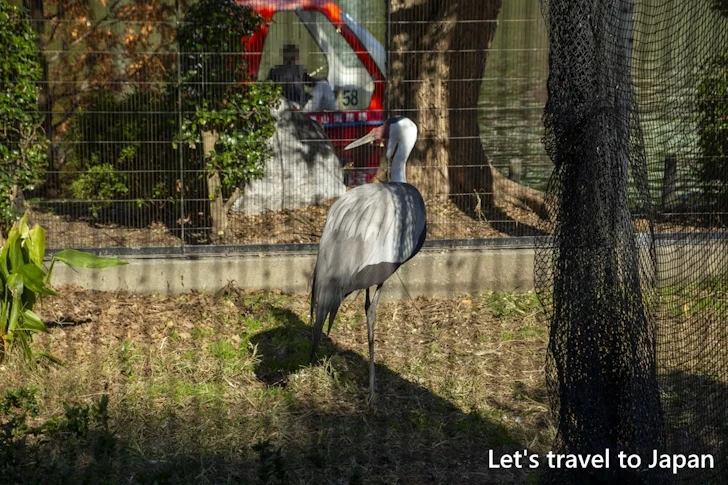 ホオカザリヅル：東山動物園本園の見どころ(278)