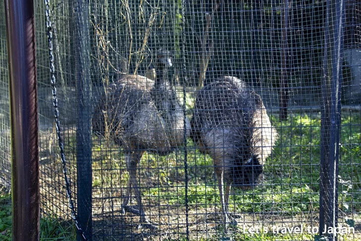 エミュー：東山動物園本園の見どころ(279)