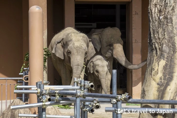 アジアゾウ：東山動物園本園の見どころ(29)