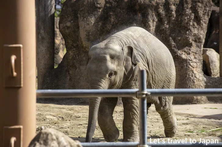 アジアゾウ：東山動物園本園の見どころ(30)
