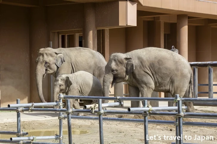 アジアゾウ：東山動物園本園の見どころ(32)