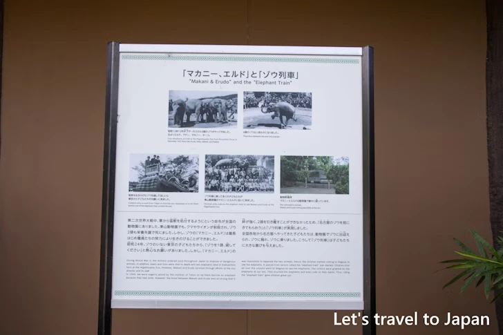 アジアゾウ：東山動物園本園の見どころ(34)