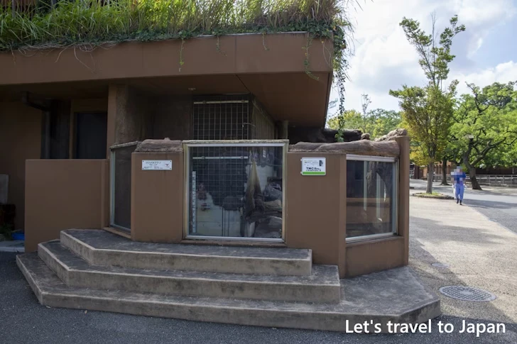 コツメカワウソ：東山動物園本園の見どころ(35)