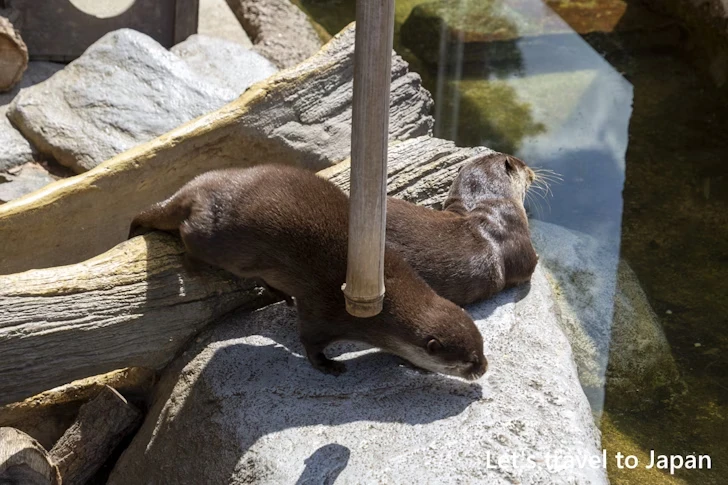 コツメカワウソ：東山動物園本園の見どころ(36)
