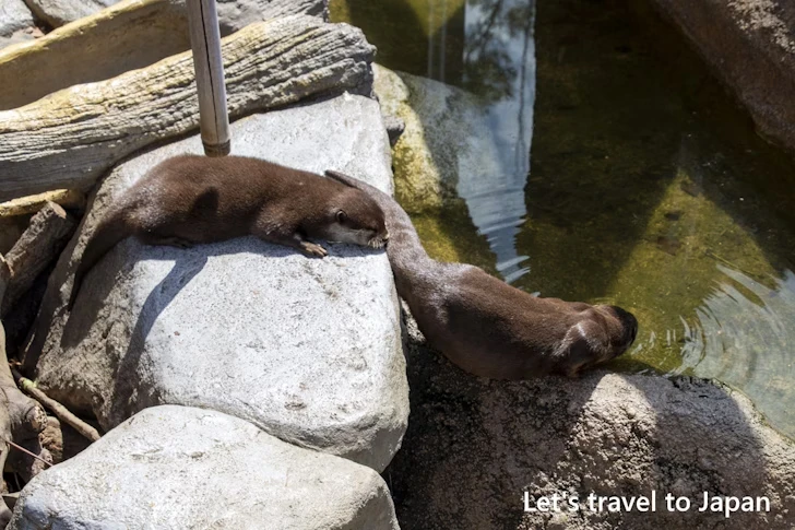 コツメカワウソ：東山動物園本園の見どころ(37)
