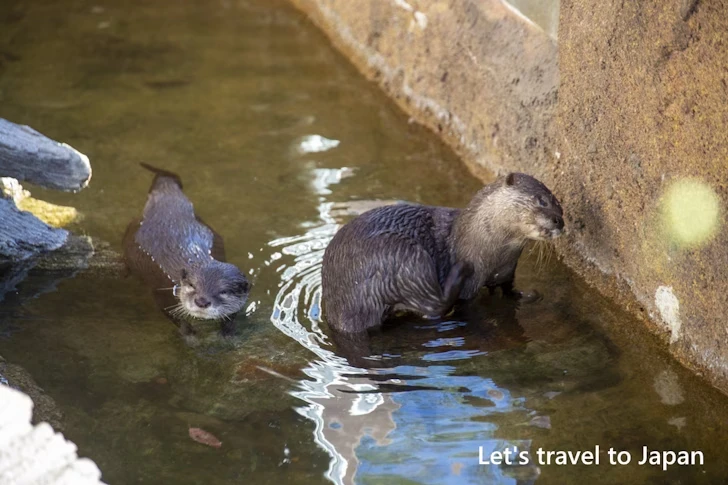 コツメカワウソ：東山動物園本園の見どころ(38)