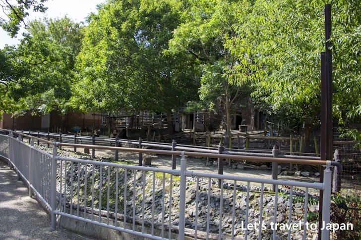 アクシスジカ：東山動物園本園の見どころ(41)