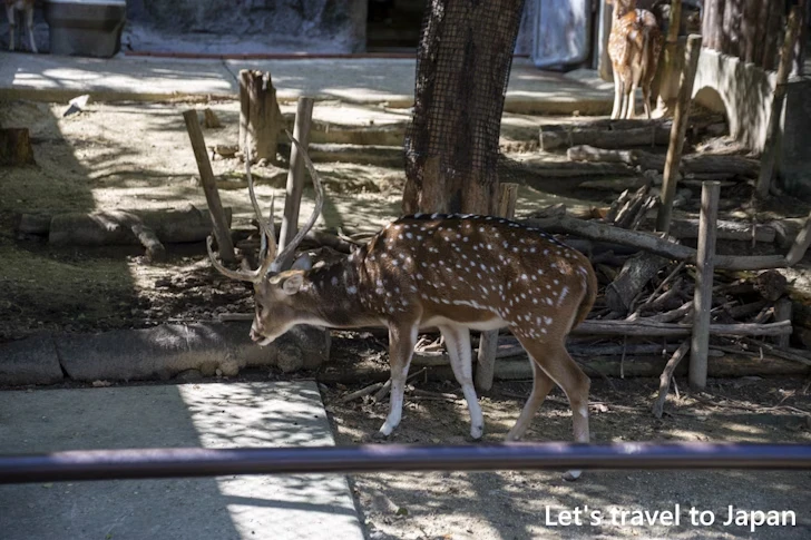 アクシスジカ：東山動物園本園の見どころ(42)