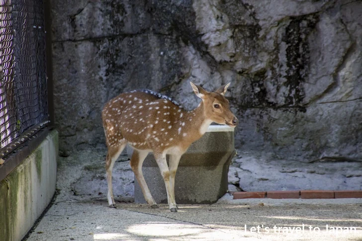 アクシスジカ：東山動物園本園の見どころ(43)