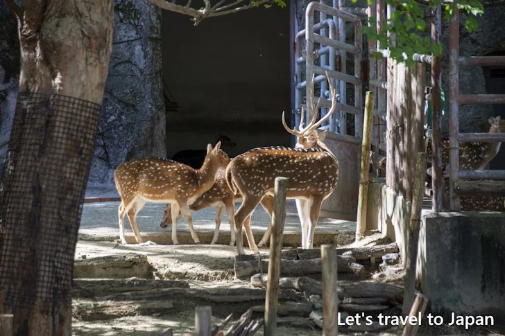 アクシスジカ：東山動物園本園の見どころ(44)