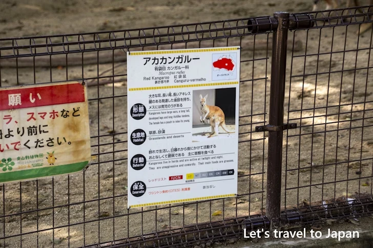 アカカンガルー：東山動物園本園の見どころ(46)