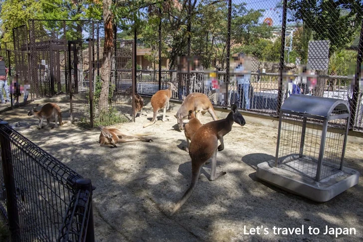アカカンガルー：東山動物園本園の見どころ(47)