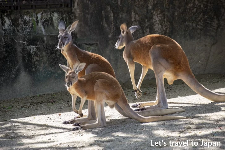アカカンガルー：東山動物園本園の見どころ(50)