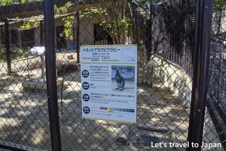 ベネットアカクビワラビー：東山動物園本園の見どころ(51)