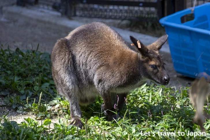 ベネットアカクビワラビー：東山動物園本園の見どころ(52)