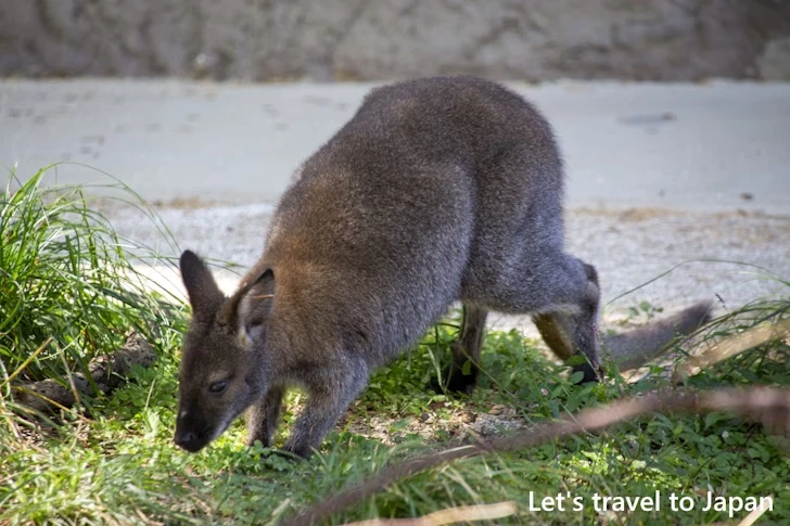 ベネットアカクビワラビー：東山動物園本園の見どころ(53)