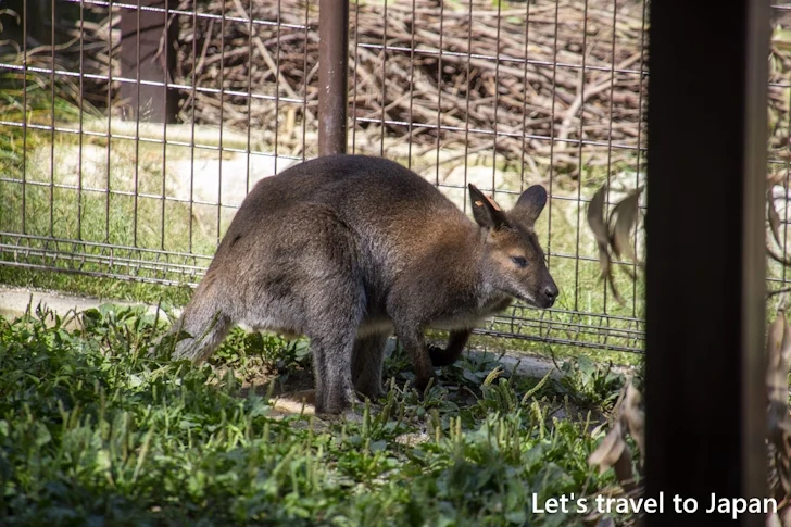 ベネットアカクビワラビー：東山動物園本園の見どころ(54)