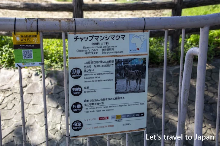 チャップマンシマウマ：東山動物園本園の見どころ(55)
