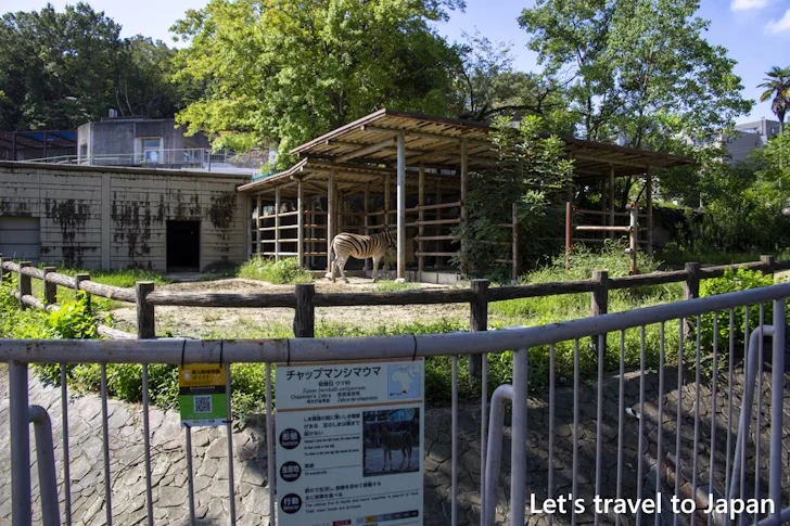 チャップマンシマウマ：東山動物園本園の見どころ(56)