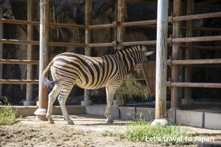 チャップマンシマウマ：東山動物園本園の見どころ(57)