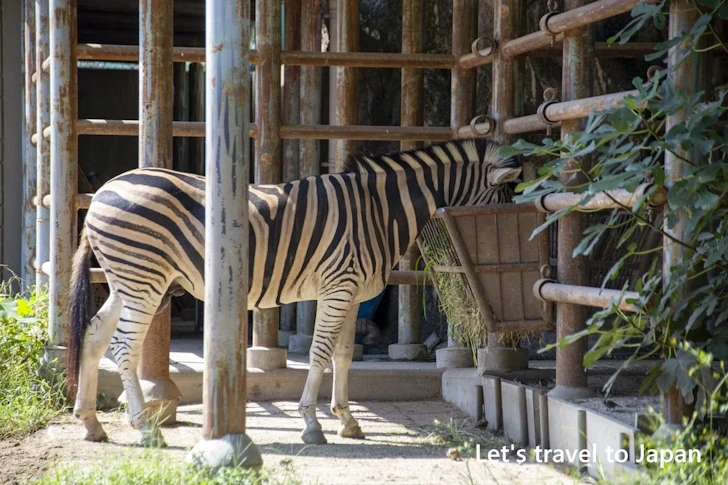 チャップマンシマウマ：東山動物園本園の見どころ(58)