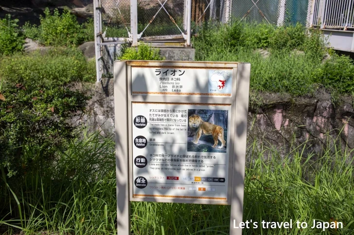 ライオン：東山動物園本園の見どころ(59)