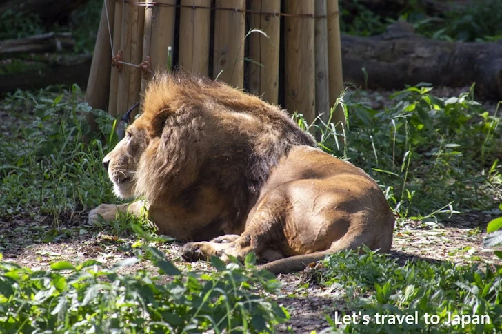ライオン：東山動物園本園の見どころ(63)