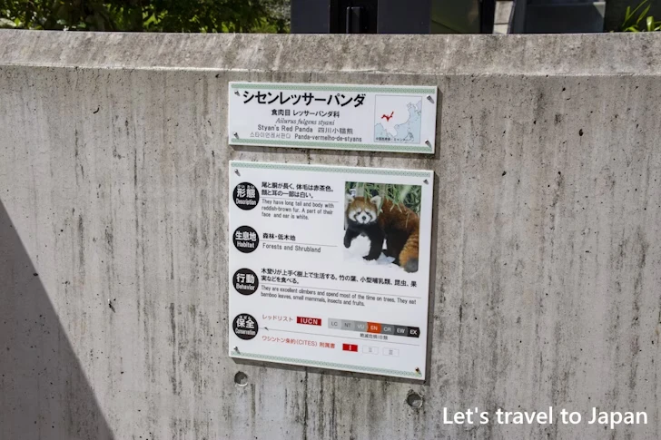 レッサーパンダ：東山動物園本園の見どころ(67)