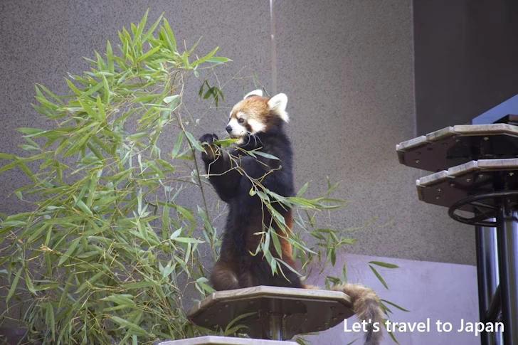 レッサーパンダ：東山動物園本園の見どころ(69)