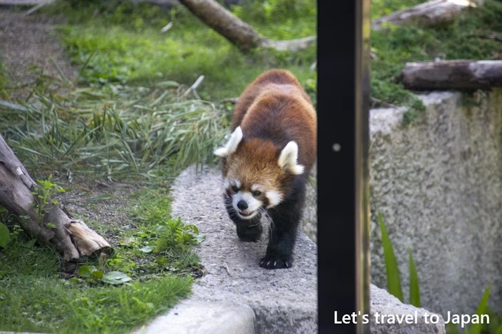 レッサーパンダ：東山動物園本園の見どころ(70)