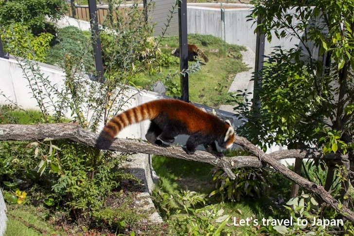 レッサーパンダ：東山動物園本園の見どころ(71)