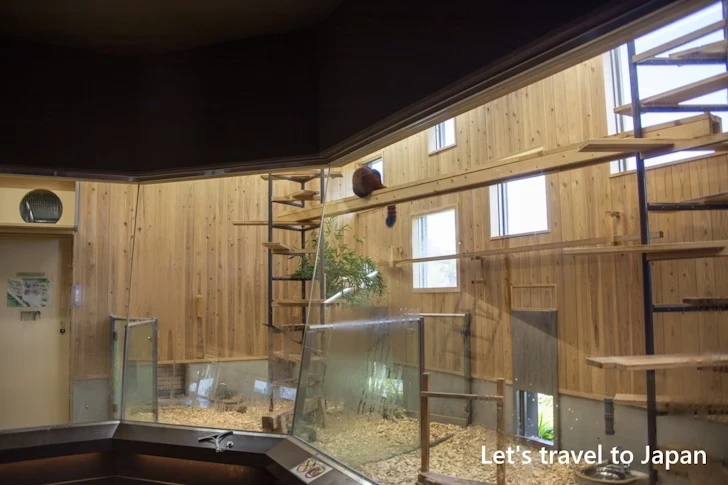レッサーパンダ：東山動物園本園の見どころ(72)