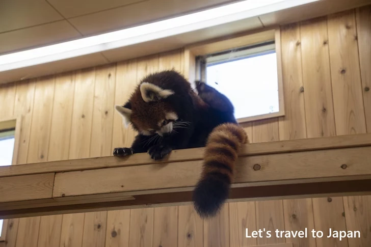 レッサーパンダ：東山動物園本園の見どころ(73)