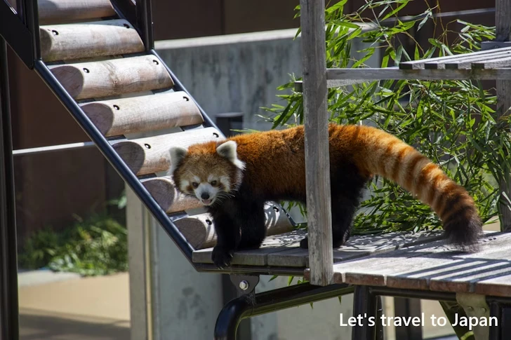 レッサーパンダ：東山動物園本園の見どころ(76)