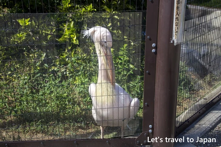 モモイロペリカン：東山動物園本園の見どころ(84)