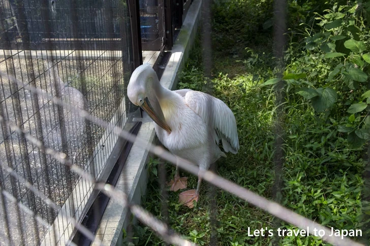 モモイロペリカン：東山動物園本園の見どころ(85)