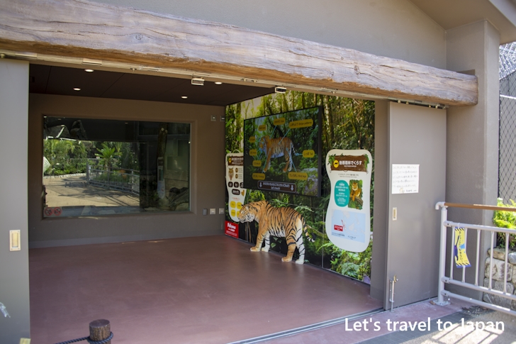 スマトラトラ：東山動物園本園の見どころ(88)