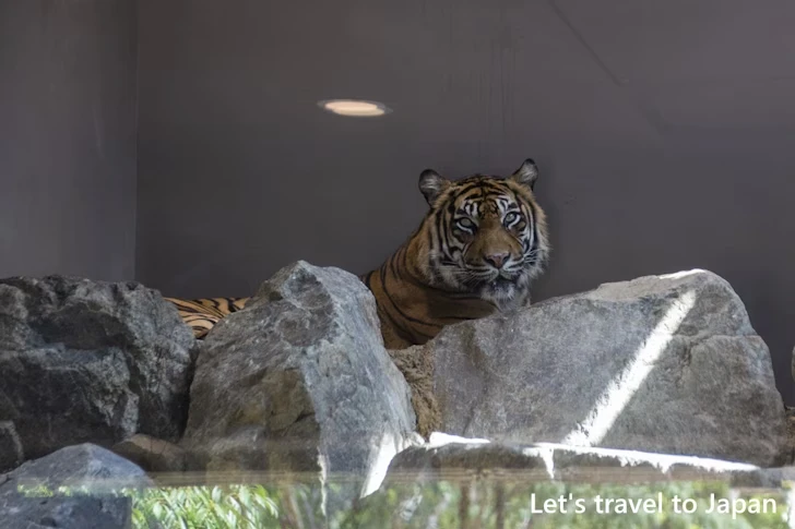 スマトラトラ：東山動物園本園の見どころ(89)