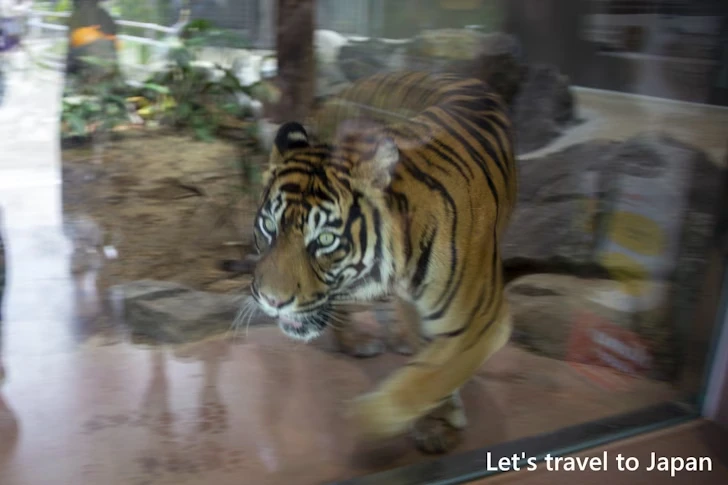 スマトラトラ：東山動物園本園の見どころ(90)