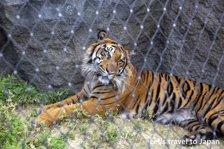 スマトラトラ：東山動物園本園の見どころ(91)