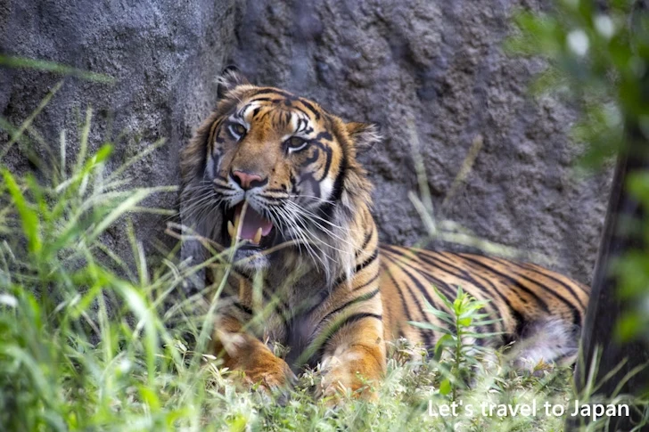 スマトラトラ：東山動物園本園の見どころ(92)