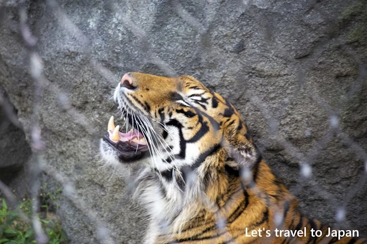 スマトラトラ：東山動物園本園の見どころ(93)