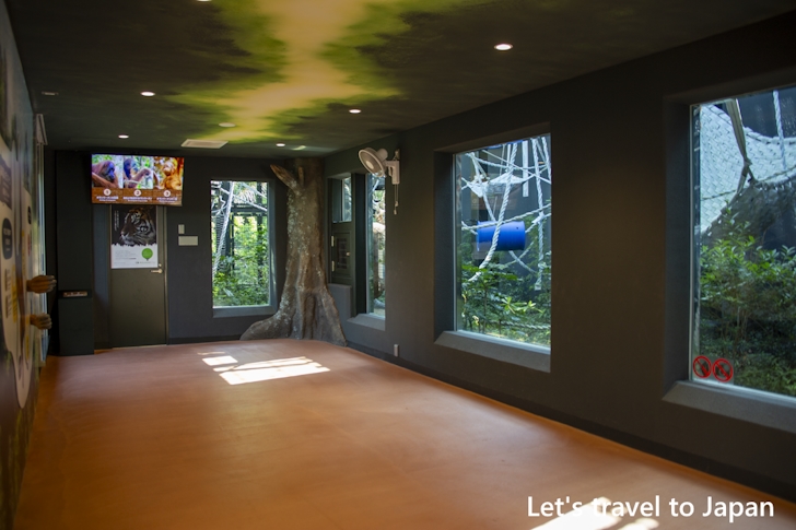 スマトラオランウータン：東山動物園本園の見どころ(99)