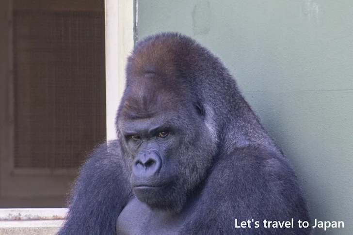 ニシゴリラ：東山動物園北園の見どころ(10)