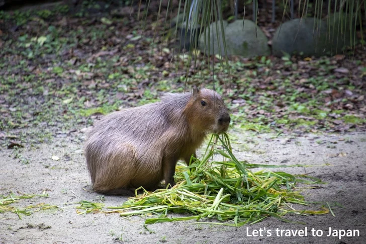 カピバラ：東山動物園北園の見どころ(100)